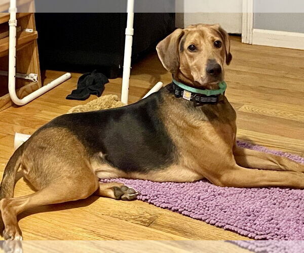 Medium Photo #1 Plott Hound Puppy For Sale in Brewster, NY, USA