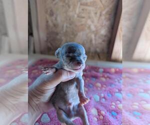 Chihuahua Puppy for sale in MARION, VA, USA