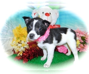 Australian Cattle Dog-Jack Russell Terrier Mix Puppy for sale in HAMMOND, IN, USA