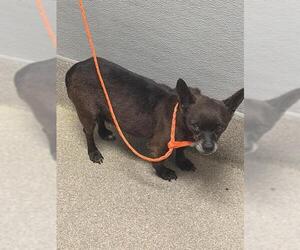 Chihuahua-Unknown Mix Dogs for adoption in Las Vegas, NV, USA