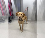 Small --Labrador Retriever Mix