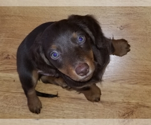 Dachshund Puppy for sale in CORTEZ, CO, USA