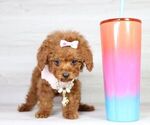 Small Photo #10 Poodle (Miniature) Puppy For Sale in LAS VEGAS, NV, USA
