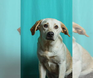 Retriever -Unknown Mix Dogs for adoption in Calgary, Alberta, Canada