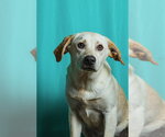 Small Retriever  Mix