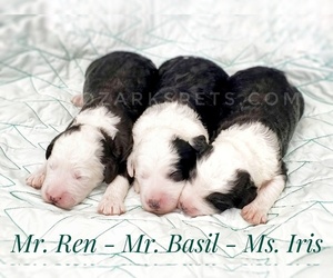 Sheepadoodle Puppy for sale in CEDAR GAP, MO, USA