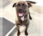 Small #2 Pug Mix