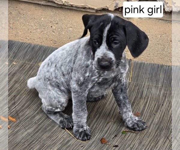 Medium Photo #8 German Shorthaired Pointer Puppy For Sale in GIVEN, WV, USA
