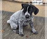Small #7 German Shorthaired Pointer