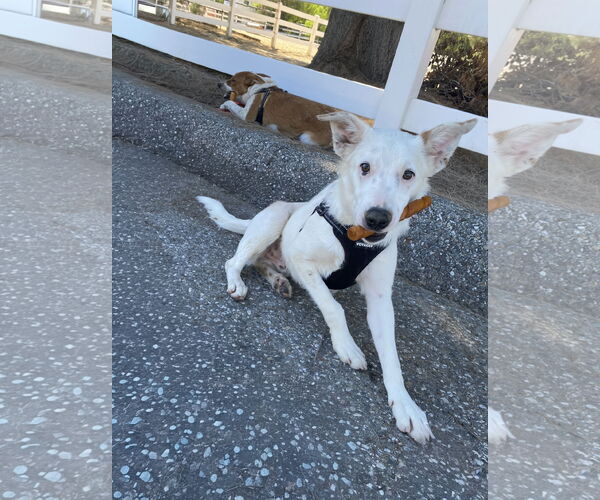 Medium Photo #1 Border Collie-Unknown Mix Puppy For Sale in La Verne, CA, USA