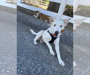 Medium Border Collie Mix