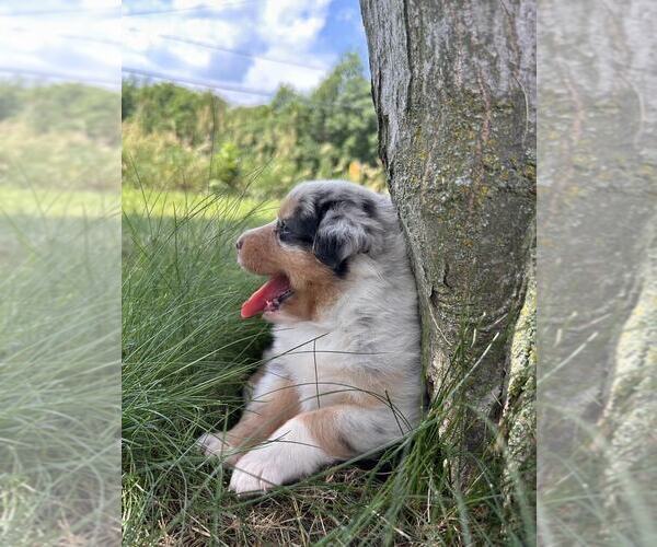 Medium Photo #5 Australian Shepherd Puppy For Sale in JEROMESVILLE, OH, USA