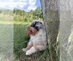 Small #4 Australian Shepherd