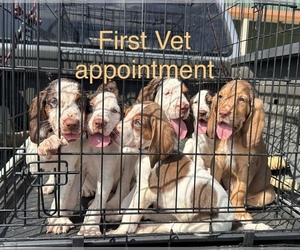 Bloodhound Litter for sale in LEXINGTON, OK, USA