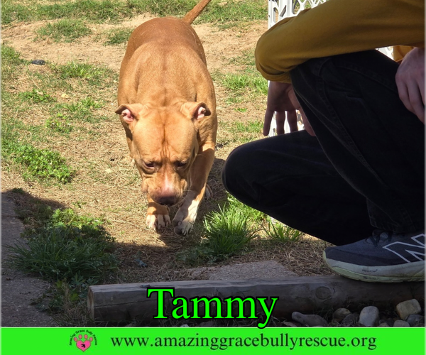 Medium Photo #6 American Bulldog-Unknown Mix Puppy For Sale in Milton, FL, USA