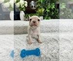 Small #3 French Bulldog