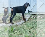 Puppy Blu Doberman Pinscher