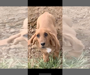 Basset Hound Puppy for sale in PEEBLES, OH, USA