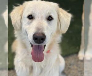 Golden Pyrenees Dogs for adoption in San Diego, CA, USA