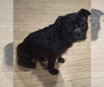 Small #1 French Tzu