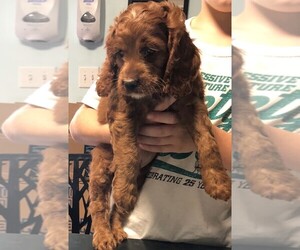 Irish Doodle Puppy for sale in CLARE, IL, USA