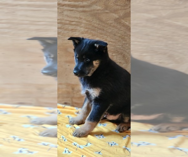 Medium Photo #1 Pomsky Puppy For Sale in GREENWOOD, WI, USA