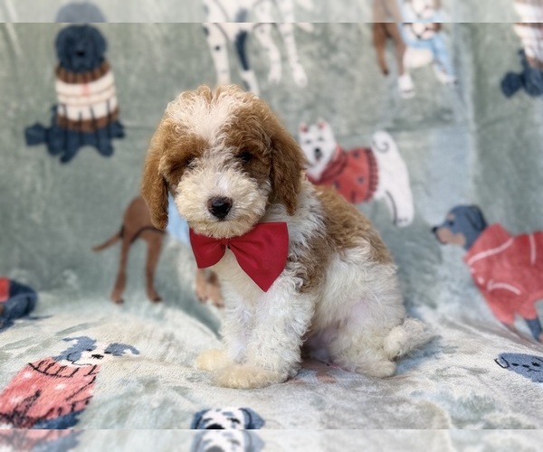 Medium Photo #1 Poodle (Miniature) Puppy For Sale in LAKELAND, FL, USA