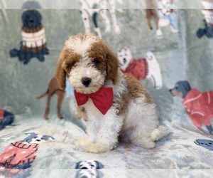 Poodle (Miniature) Puppy for sale in LAKELAND, FL, USA
