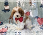 Small Poodle (Miniature)