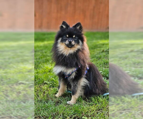 Medium Photo #3 Pomeranian Puppy For Sale in Lebanon, PA, USA