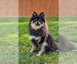 Small #2 Pomeranian