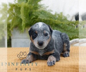 Australian Cattle Dog Puppy for sale in ATGLEN, PA, USA
