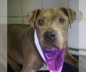 American Staffordshire Terrier-Unknown Mix Dogs for adoption in San Antonio, TX, USA