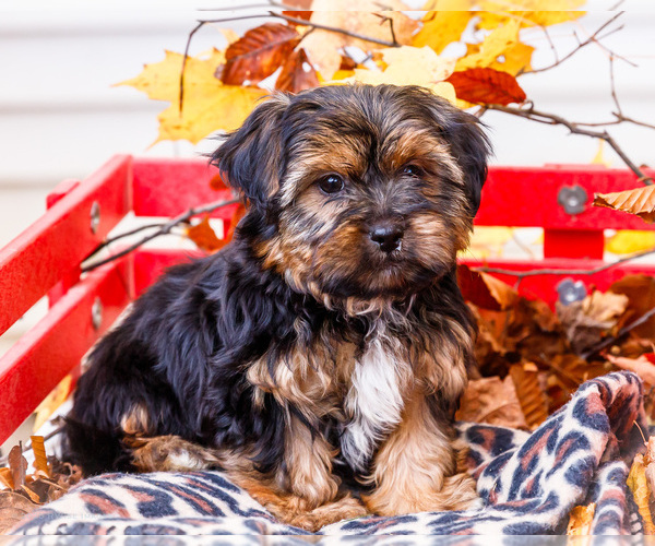 Medium Photo #1 Shorkie Tzu Puppy For Sale in WAKARUSA, IN, USA