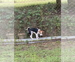 Small #3 Beagle