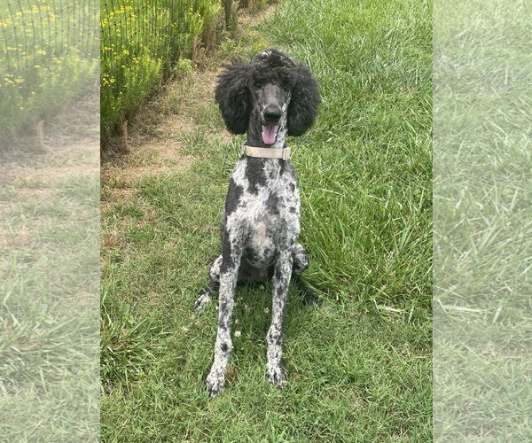 Medium Photo #12 Poodle (Standard) Puppy For Sale in Pacolet, SC, USA