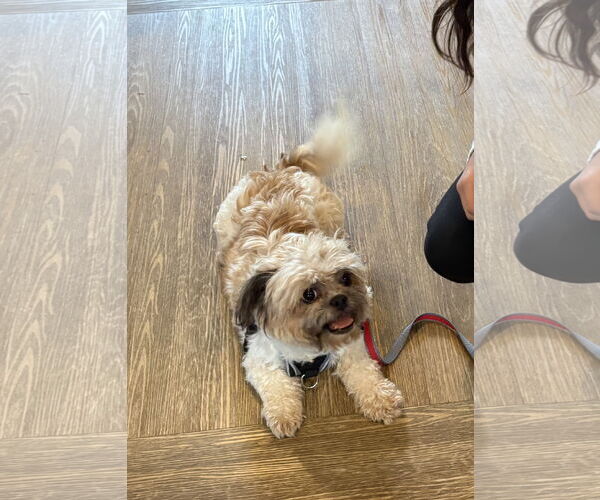 Medium Photo #2 Shih Tzu-Unknown Mix Puppy For Sale in Wheaton, IL, USA