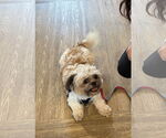 Small #1 Shih Tzu Mix