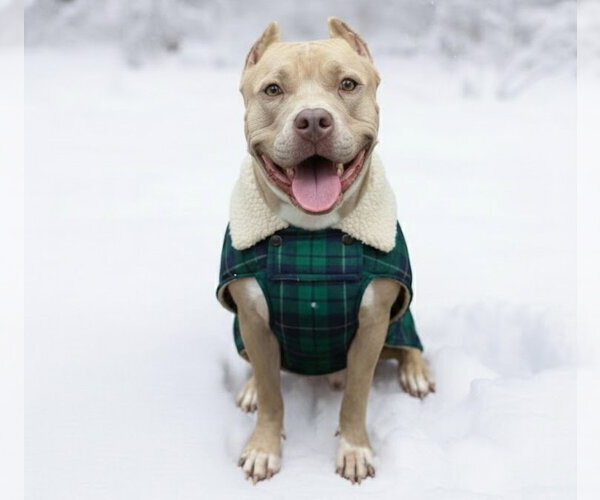 Medium Photo #9 American Staffordshire Terrier-Unknown Mix Puppy For Sale in Cranford, NJ, USA