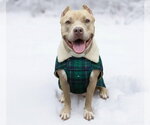Small #8 American Staffordshire Terrier Mix