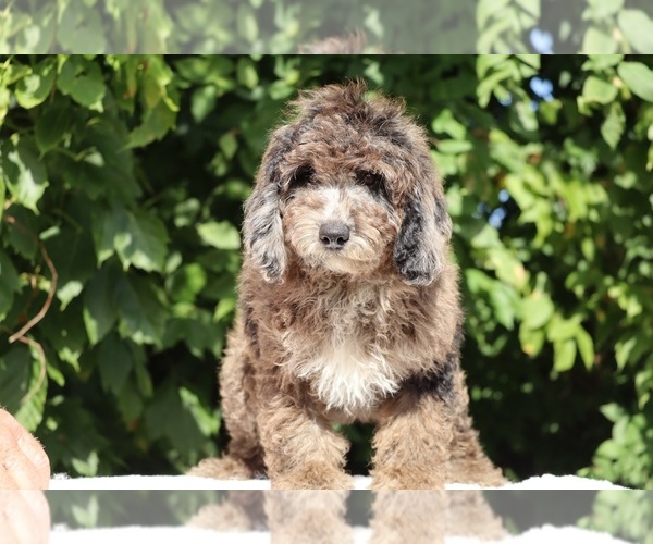 Medium Photo #1 Bernedoodle (Miniature) (+ Poodle Miniature) Puppy For Sale in DYERSBURG, TN, USA