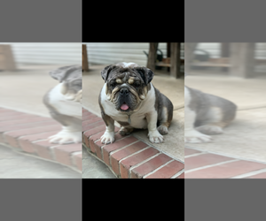 Mother of the English Bulldog puppies born on 06/04/2026