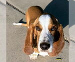 Small #3 Basset Hound