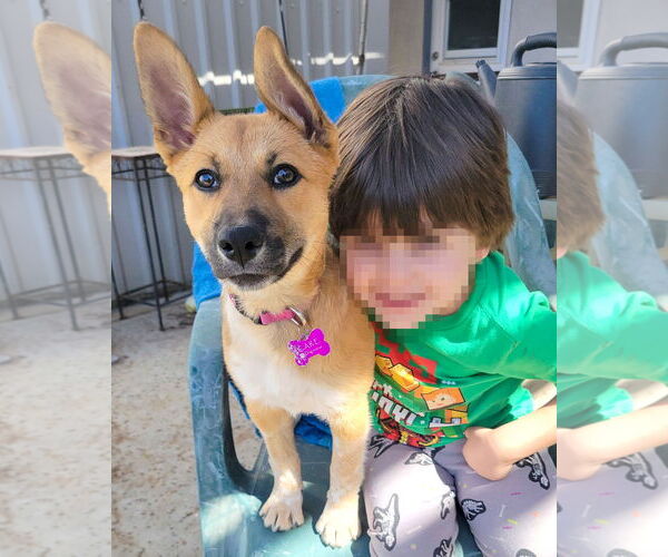 Medium Photo #3 German Shepherd Dog-Unknown Mix Puppy For Sale in Corona, CA, USA