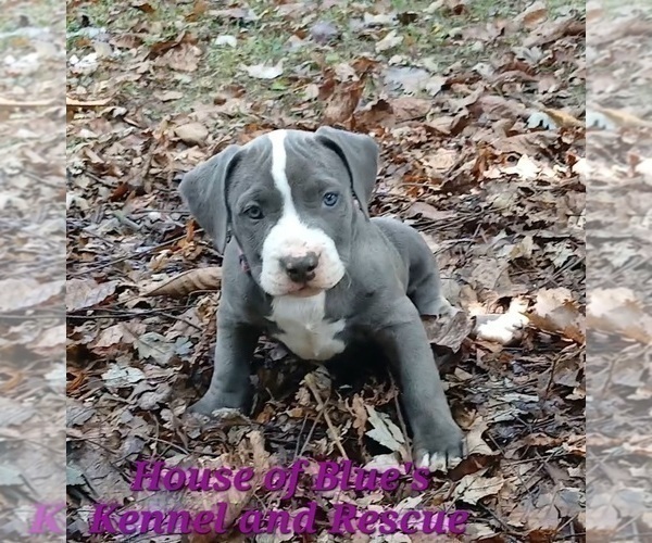 Medium Photo #15 American Pit Bull Terrier Puppy For Sale in DELAWARE, OH, USA