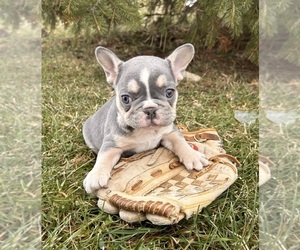 French Bulldog Puppy for sale in MIDDLEBURY, IN, USA