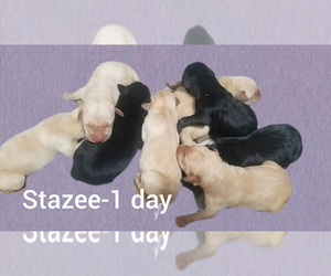 Labrador Retriever Puppy for sale in CATO, NY, USA