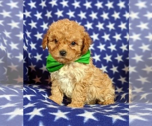 Cavapoo Puppy for sale in RED LION, PA, USA