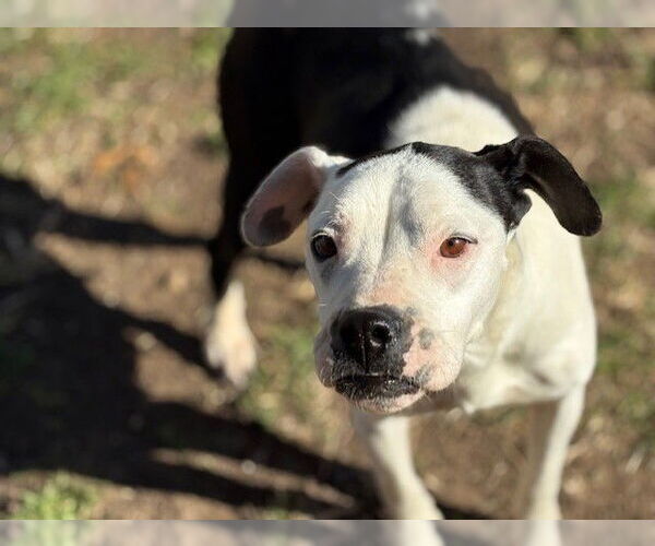 Medium Photo #1 Boxer-Unknown Mix Puppy For Sale in Tulsa, OK, USA