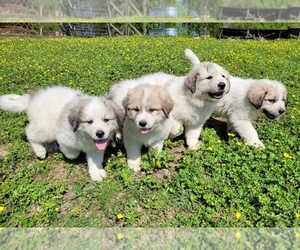 Great Pyrenees Puppy for sale in LYNCHBURG, TN, USA